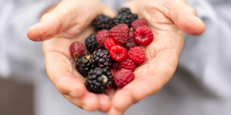 Hand picked berries