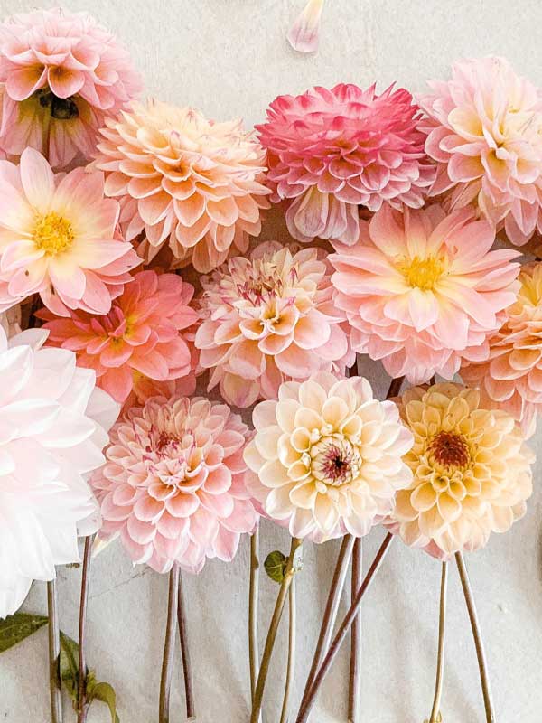 dahlias