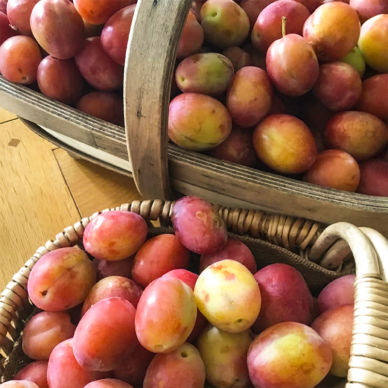 Victoria Plums